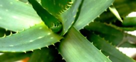 aloe-vera-gegen-pickel-akne